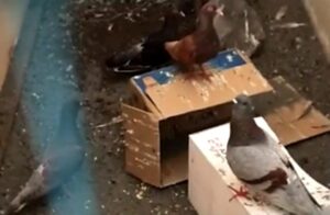 Curi Burung Merpati, Oknum PNS Ditangkap Polsek Kotaagung