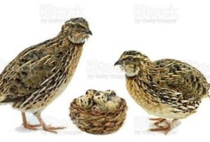 Diduga Karna Kandang Ternak Burung Puyuh Gg Durian Beraroma Kurang Sedap Dan Banyak Lalat Bertaburan