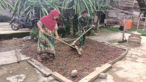 Satgas TMMD ke-121 Kodim 0424/Tanggamus Bantu Warga Jemur Kopi