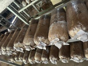 Dosen Polinela Uji Limbah Bambu Sebagai Media Tumbuh Jamur Kuping