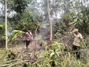 Bhabinkamtibmas Polsek Pagelaran Bersama Warga Berhasil Padamkan Kebakaran Lahan Perkebunan di Pekon Fajar Baru