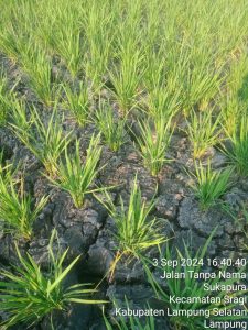 Program ketahanan Pangan jokowi hadir di kecamatan palas Membuat Petani sedih karena air dah mualai Asin