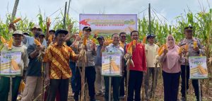 Polres Pringsewu Bersama Petani Panen Raya Jagung Hibrida di Adiluwih