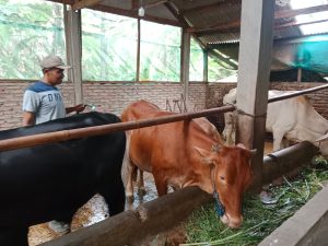 Iis Wahyudi, Seorang Tenaga Pendidik di SDN 2 Baktirasa, Sukses Menjalankan Usaha Ternak Sapi
