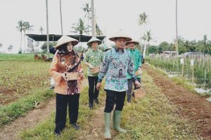 Pringsewu Raih Panen Raya Cabai: Fokus Bupati pada Ketahanan Pangan