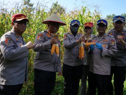 Polda Lampung dan Dinas Ketahanan Pangan Panen Jagung di SPN