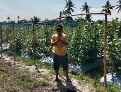 Petani Milenial di Mekar Mulya Panen Timun Perdana