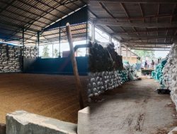 PT PMP Targetkan Serapan Gabah 5.000 Ton, Terkendala Dana Bulog Lambat Mencair