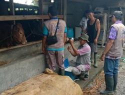 Disnakeswan Lampung Selatan Perketat Pengawasan, UPT Palas-Sragi Vaksinasi PMK dan Rabies