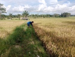 Petani Palas Kesulitan Panen, Alat Combine Harvester Tak Kunjung Tiba
