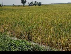 Petani Keluhkan Pemerintah Daerah Cuek, Padi Siap Panen Terancam Rusak