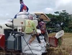 Panen 120 Ton di Mekar Mulya, Petani Terbantu Alat Bantuan Pemkab lamsel