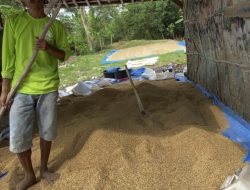 Petani Kalirejo Menjerit Sulit Jual Gabah, Dinas TPHP Baru Akan mencari kan solusi