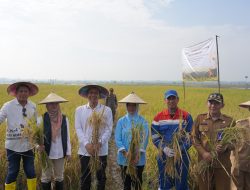 Panen Raya Padi Organik di Bojonegoro Buktikan Tanah Subur dan Petani Sejahtera.