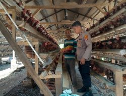 Dukung Ketahanan Pangan, Binmas Polsek Sukoharjo Kunjungi Peternakan Ayam