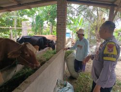 Jelang Idul Adha, Bhabinkamtibmas Polres Pringsewu Intensif Sambangi Peternak Hewan Kurban