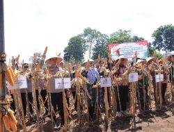 Dukung Kedaulatan Pangan, Polres Pringsewu Bersama Pemda dan Petani Gelar Panen Raya Jagung di Adiluwih