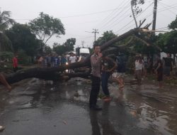 Pohon Tumbang Timpa Pengendara di Gadingrejo Pringsewu, Lalu Lintas Sempat Lumpuh