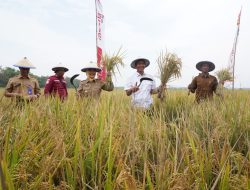 Pertanian Prioritas Utama, Bojonegoro bertekad Jadi Produsen Padi Terbesar Kedua Jatim