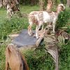 Pengadaan Kambing di Desa Bangunan Diduga Menyimpang, Warga Minta Usut Tuntas