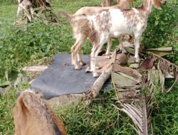 Pengadaan Kambing di Desa Bangunan Diduga Menyimpang, Warga Minta Usut Tuntas