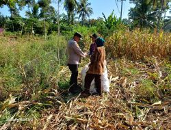 Bhabinkamtibmas Polsek Pagelaran Sambangi Petani Jagung