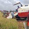 Petani Pringsewu Menjerit, Bulog Tak Serap Gabah Saat Panen Raya