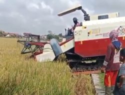 Petani Pringsewu Menjerit, Bulog Tak Serap Gabah Saat Panen Raya