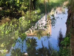 Petani Pagelaran Minta Irigasi Dinormalisasi Jelang Musim Tanam