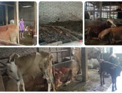 Poktan Harapan Mulya Kecamatan Sragi Kelola UPPO, Ubah Kotoran Sapi Jadi Pupuk Organik