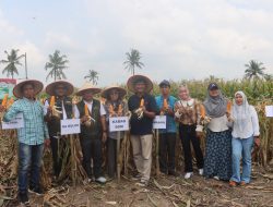 Polres Lampung Selatan Gelar Panen Raya Jagung, Dipimpin Langsung Kapolres Toni Kasmiri