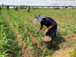 WBP Lapas Dharmasraya Antusias Rawat Tanaman, Dukung Program Ketahanan Pangan Nasional