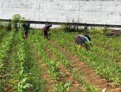 WBP Lapas Dharmasraya Antusias Rawat Tanaman, Dukung Program Ketahanan Pangan Nasional