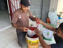Dukung Ketahanan Pangan, WBP Lapas Dharmasraya Panen Cabai Hasil Pembinaan