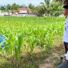 Kasubsi Pembinaan Darmes Saputra Tanjung Tinjau Langsung Kegiatan Pertanian Jagung di Lapas Kelas III Dharmasraya