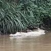 Buaya Putih Gegerkan Pringsewu, Warga Diminta Hindari Sungai di Jam Rawan