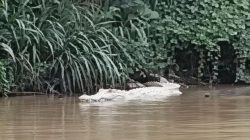 Buaya Putih Gegerkan Pringsewu, Warga Diminta Hindari Sungai di Jam Rawan