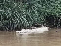 Buaya Putih Gegerkan Pringsewu, Warga Diminta Hindari Sungai di Jam Rawan