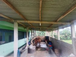 Proyek Kandang Sapi BUMDes Rejosari Disorot Tajam: Anggaran Tak Jelas, Transparansi Dipertanyakan