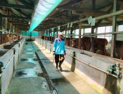 ‎Dugaan Sapi Bantuan di Sragi, Taman Anggota DPRD PDIP Lamsel  Kendalikan Kelompok