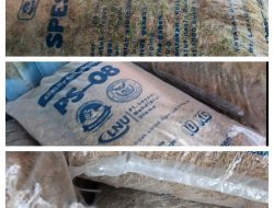 ‎Benih Bantuan PS-08 di Kecamatan Palas Bertunas dalam Karung, UPT Akui Belum Bersertifikat, camat kejar sosialisasi Tanam??