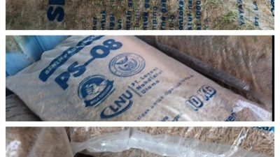 ‎Benih Bantuan PS-08 di Kecamatan Palas Bertunas dalam Karung, UPT Akui Belum Bersertifikat, camat kejar sosialisasi Tanam??