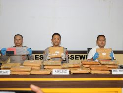 Polres Pringsewu Gagalkan Peredaran 24 Kilogram Ganja, Kurir Asal Sumut Diamankan
