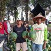 Petani Semangka Jaya Sakti: Embung dan Irigasi Jadi Penopang Hasil Panen di Musim Kemarau