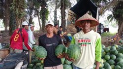 Petani Semangka Jaya Sakti: Embung dan Irigasi Jadi Penopang Hasil Panen di Musim Kemarau