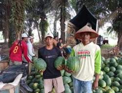 Petani Semangka Jaya Sakti: Embung dan Irigasi Jadi Penopang Hasil Panen di Musim Kemarau