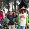 Petani Semangka Jaya Sakti: Embung dan Irigasi Jadi Penopang Hasil Panen di Musim Kemarau