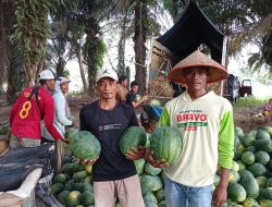 Petani Semangka Jaya Sakti: Embung dan Irigasi Jadi Penopang Hasil Panen di Musim Kemarau