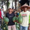 Petani Semangka Jaya Sakti: Embung dan Irigasi Jadi Penopang Hasil Panen di Musim Kemarau