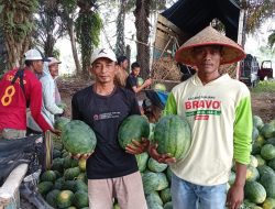 Petani Semangka Jaya Sakti: Embung dan Irigasi Jadi Penopang Hasil Panen di Musim Kemarau